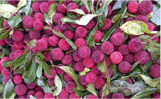 Trái thanh mai có thể ăn ngay hay ngâm với nước đường làm nước giải khát mùa hè.