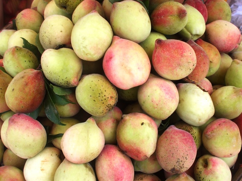 Những trái đào thơm ngon.