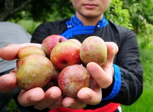 Quả này còn có tên gọi khác trong miền Nam là mận Bắc.