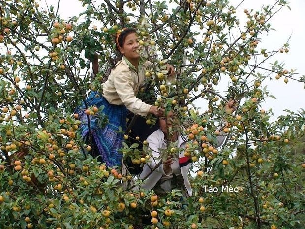 Cây táo mèo mọc tự nhiên không cần chăm sóc.