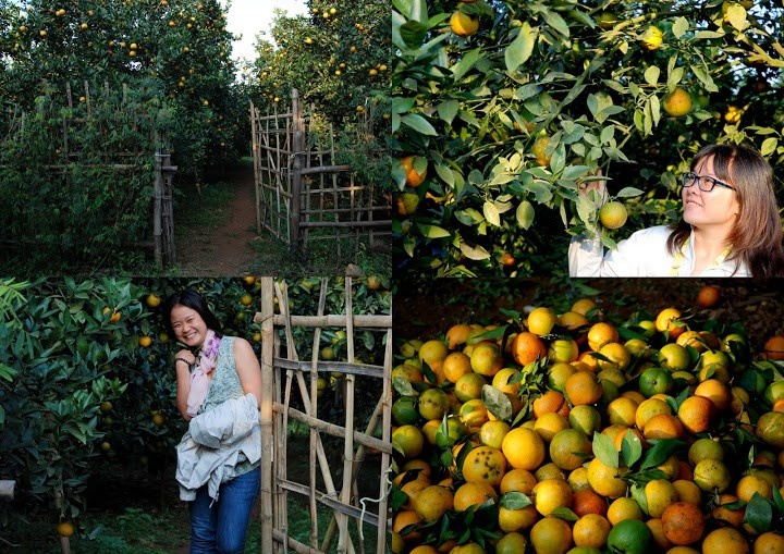 Bạn có thể nhờ chủ vườn dẫn đi tham quan và lựa những quả cam ngon nhất để làm quà.