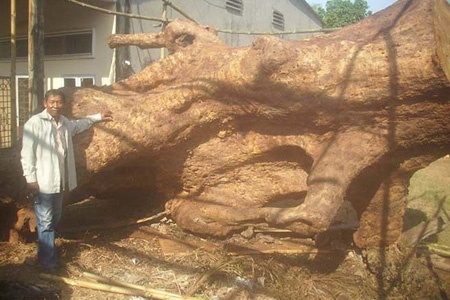 Ông Mai Kiên bên gốc cây bàng đá “đực”.