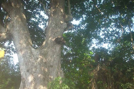 Gốc cây bàng đá “cái” đang còn sống.