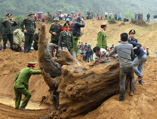 Gốc sưa “ khủng” được trục vớt thành công.