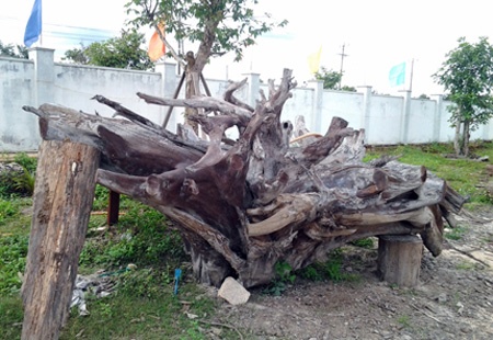 Gốc trâm đỏ của anh Nguyễn Phi Hùng.