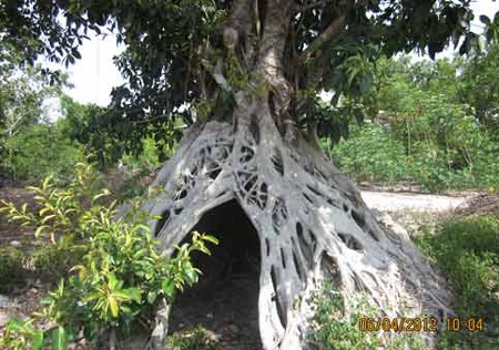 Dù được trả giá rất cao, nhưng gia đình anh Giáp nhất quyết không bán cây đa.