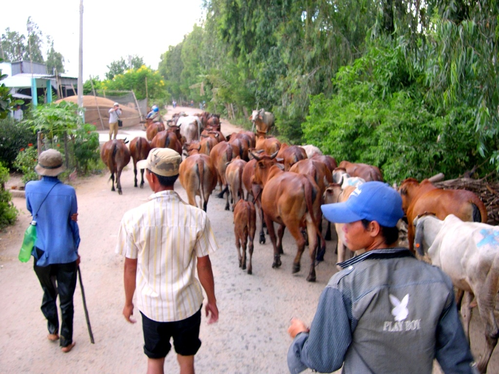 Can canh trau bo Campuchia loi dong vuot bien sang Viet Nam hinh anh