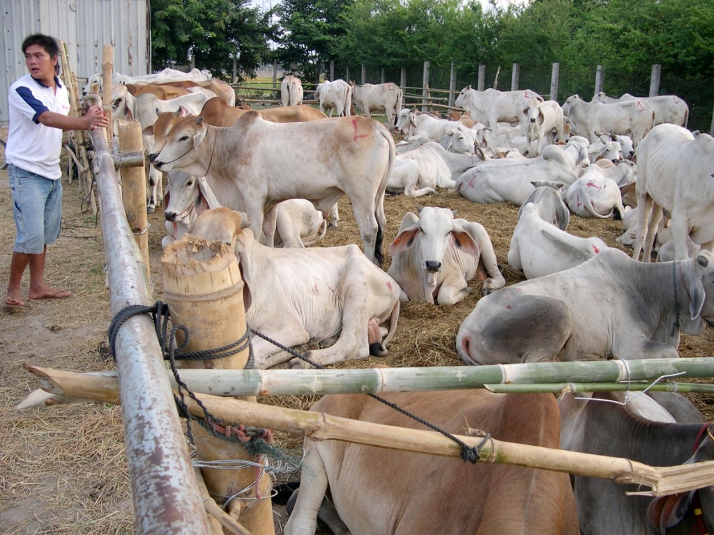 Kiem hang chuc trieu moi ngay tu buon bo lau o bien gioi hinh anh