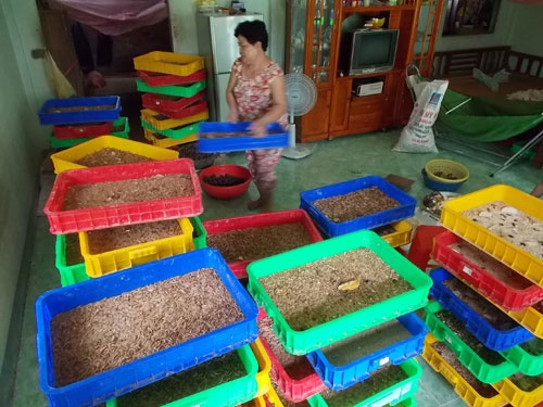 Sau gian dat, dan lai nuoi sau la an tap hinh anh