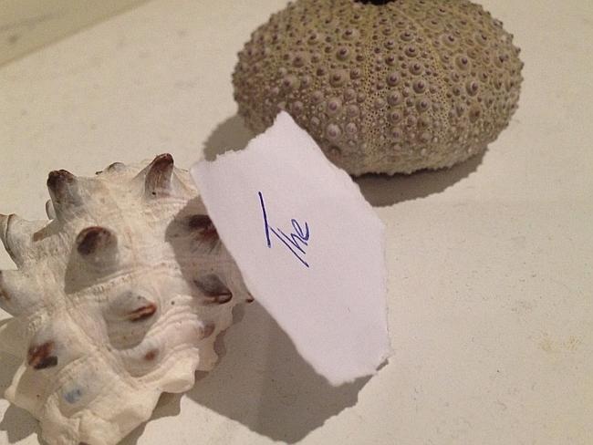 Vẻ đẹp của mẩu giấy The bên chiếc vỏ ốc biển. 