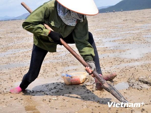 Thu nhập cuả những người đào sá súng có thể lên đến 1 triệu đồng/ngày.