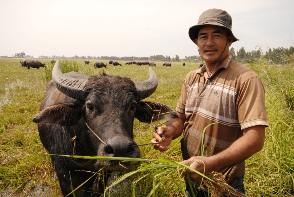 Nguoi chan trau thue tro thanh 'ty phu' hinh anh