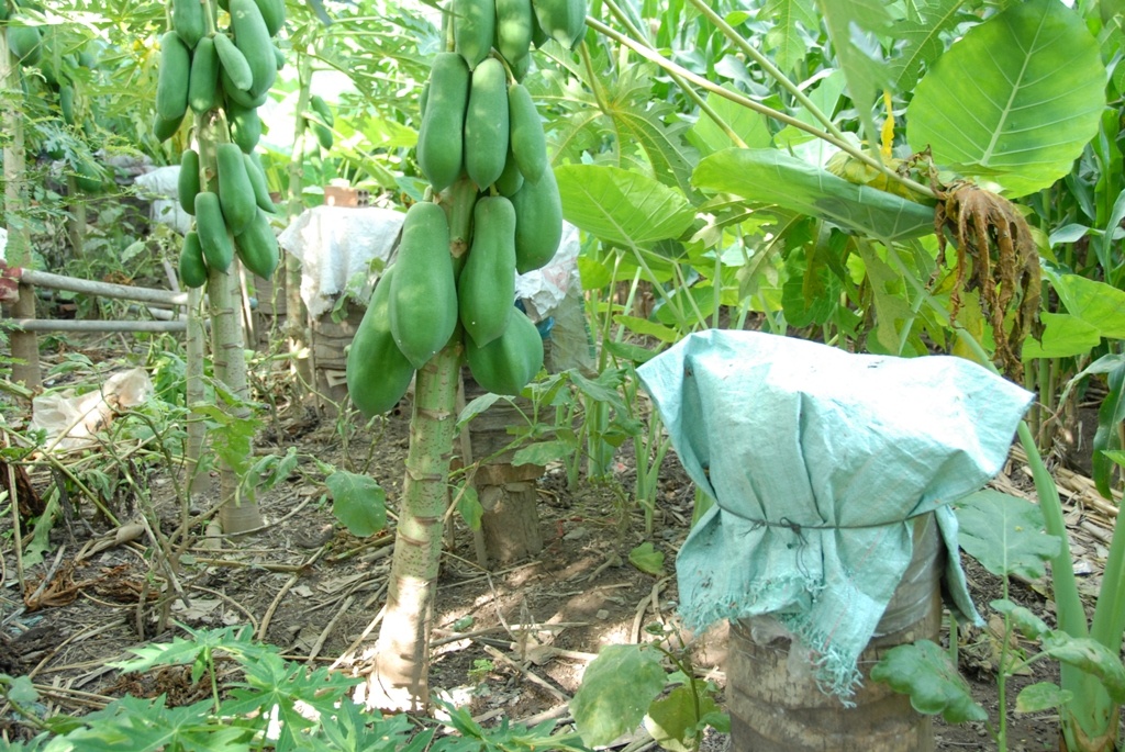 Ngoài nuôi ong ở xung quanh nhà, anh còn nuôi ở dưới tang cây ở phía sau nhà,  khoảng cách đặt ụ dừa lý tưởng nhất từ 2-3m. Để tránh ong cắn lộn vời nhau khi mỗi lần thu hoạch mật .