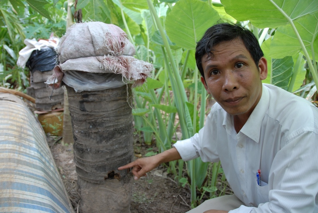 Thông thường nuôi ong lấy mật thường nuôi trong các thùng gỗ, nơi yên tịnh không có người. Còn đối với anh Tạo là người đầu tiên ở miền Tây nghỉ ra cách đưa ong vào bọng dừa để nuôi trước cửa nhà hay dưới gầm sàng nhà.