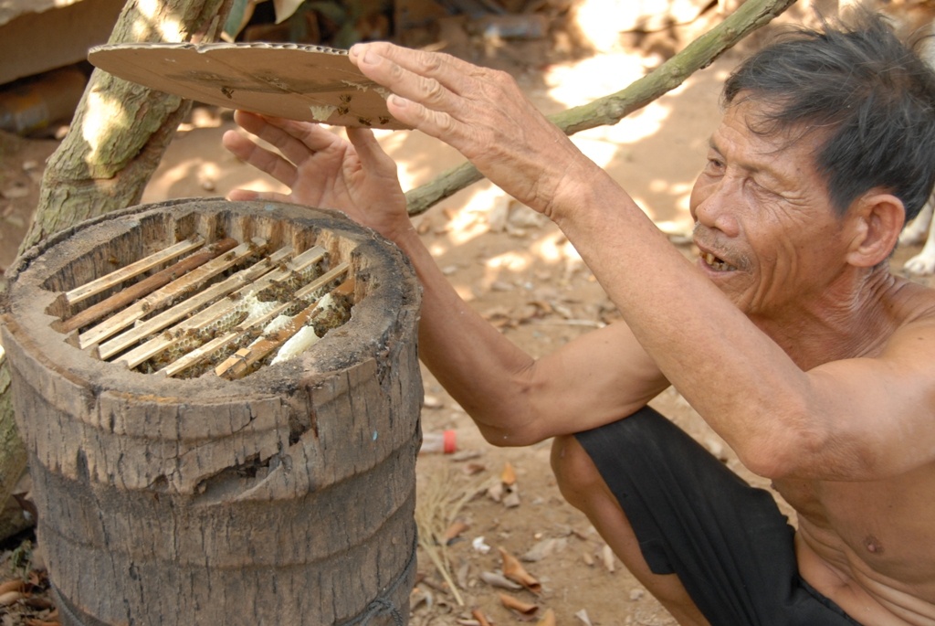 Mỗi khúc dừa sau khi đục lấy hết phần ruột chiều cao 0,5m, rộng 4 tấc là lý tưởng nhất cho việc nuôi ong. Theo anh Tạo để ong sống trong bọng dừa, do ban đầu anh đi bắt các con ong chúa (loại ong tầng) ngoài thiên nhiên đưa vào bọng dừa để dụ các ông thợ về theo.
