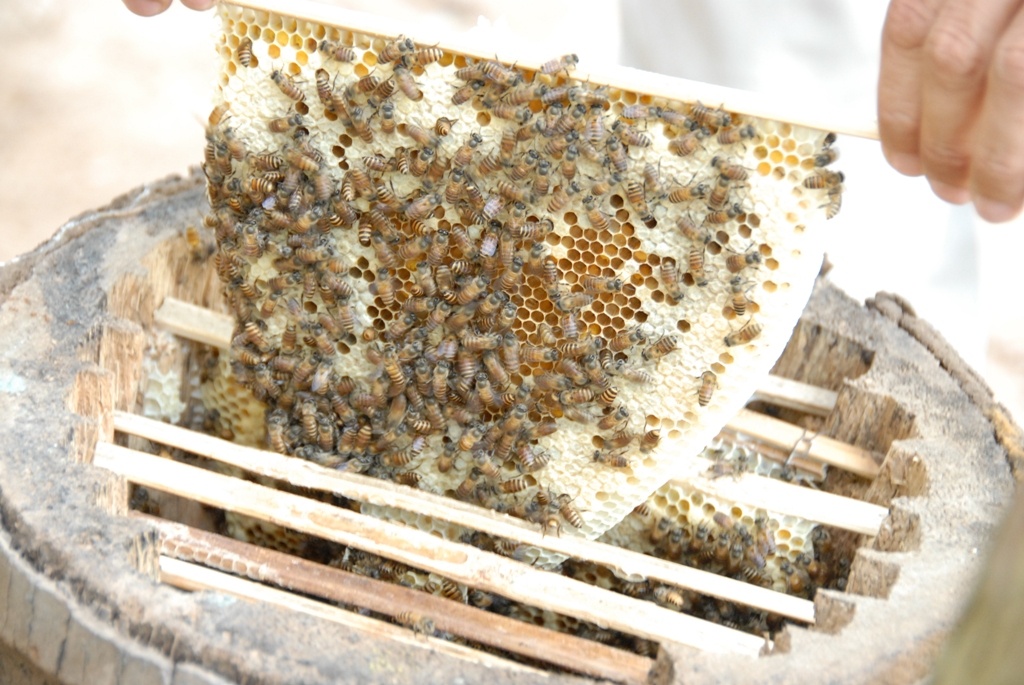 Thay giao sang kien nuoi ong trong bong dua, thu chuc trieu hinh anh