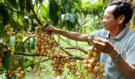 Doi cho, gia trai cay giam manh hinh anh