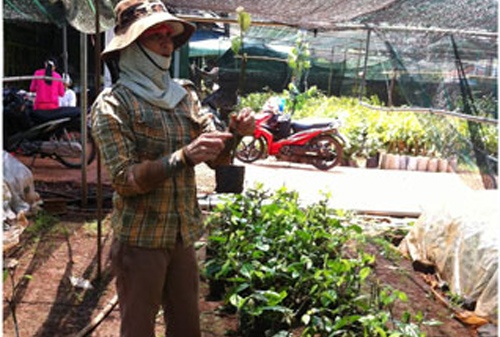 Tay Nguyen: Do xo trong tieu la hinh anh