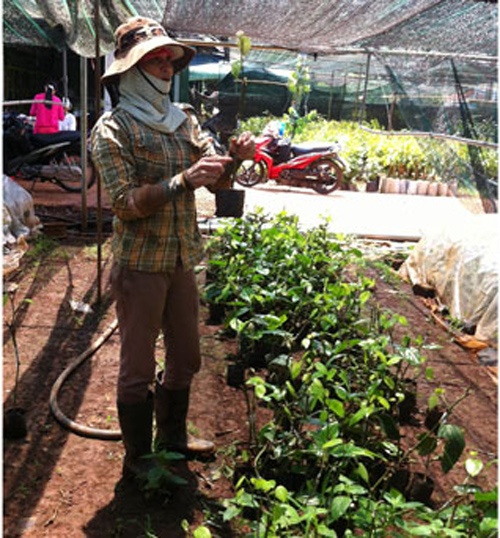 Cây tiêu ghép amazon ở vườn ươm Đức Bảy.