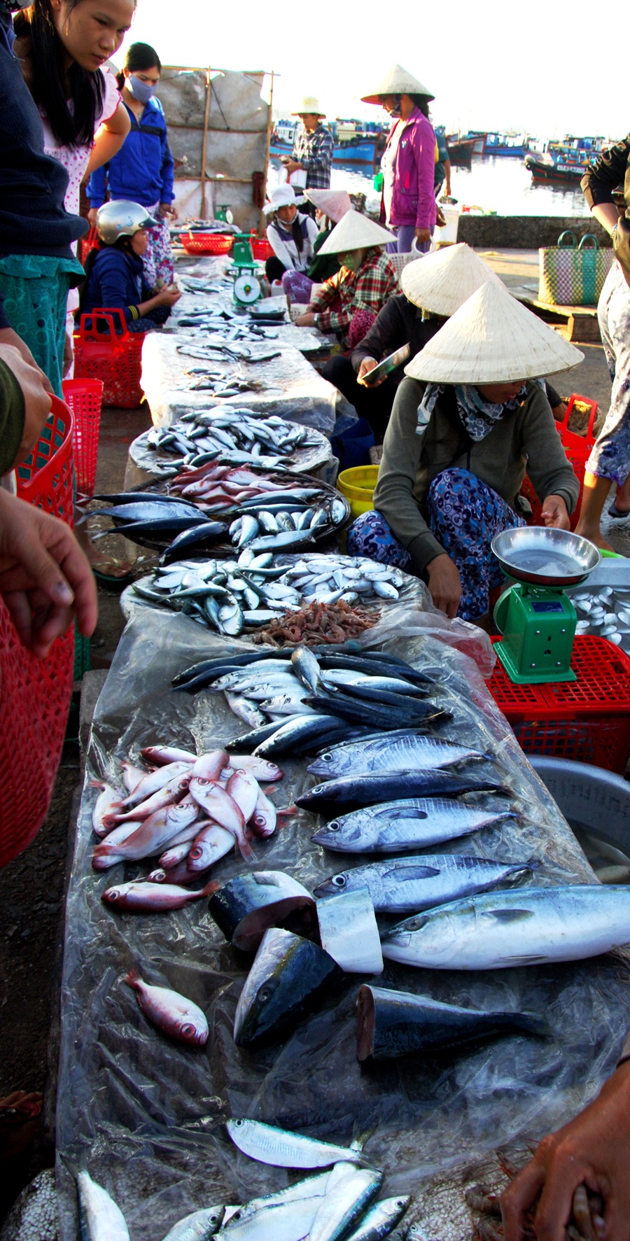 Hàng cá kéo dài từ bến cá ra đến giữa chợ 