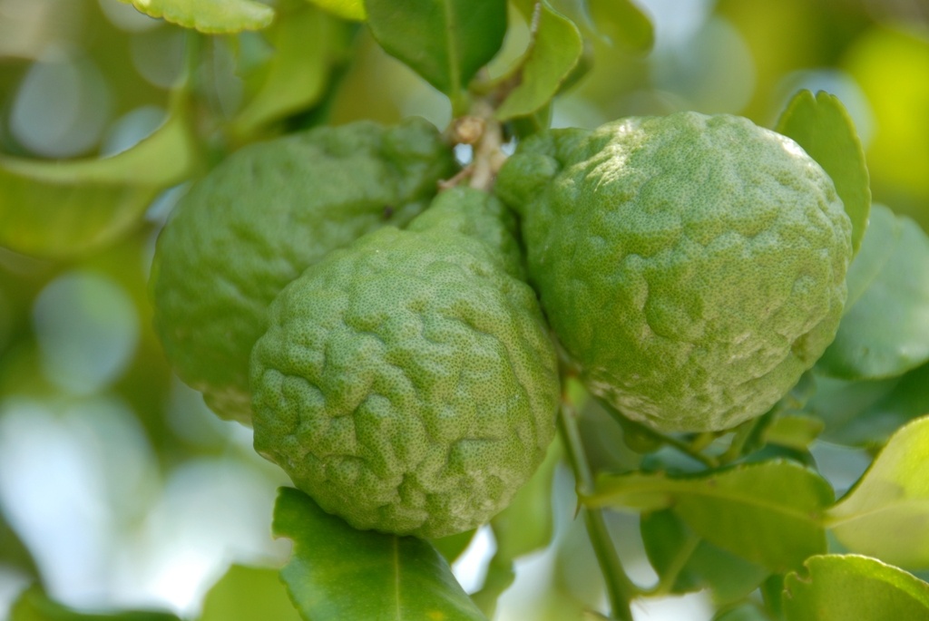 Cay sap tuyet chung hoi sinh giup nong dan Bay Nui hot bac hinh anh