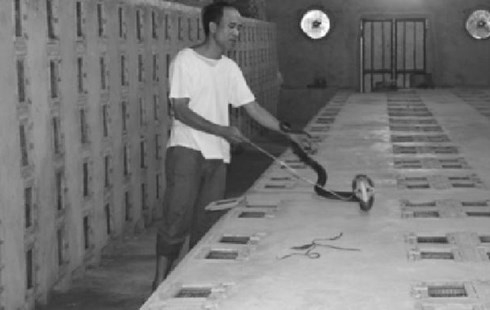 Toi lang nuoi ran lam du lich, thu bac ty cua thu do hinh anh