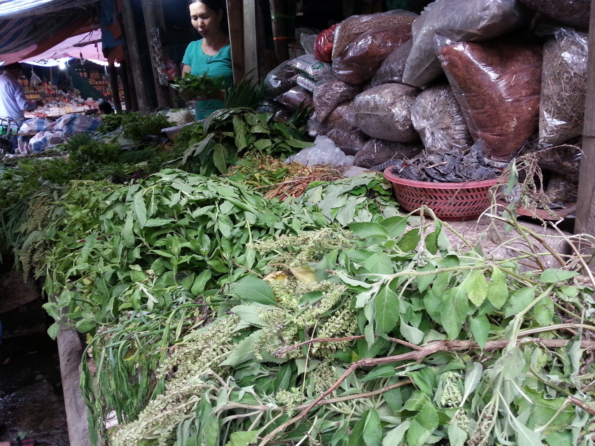 Cay dai o que len pho thanh thuoc tri benh hinh anh