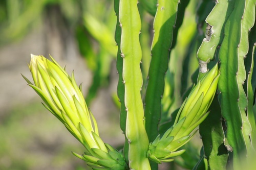 Thuong lai Trung Quoc thu gom bong thanh long 3.500 dong/kg hinh anh
