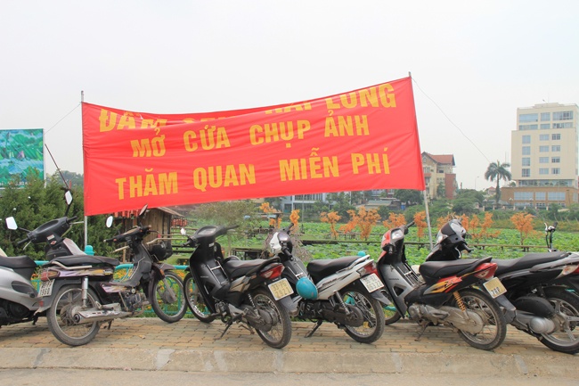 ác đầm sen hồ Tây cạnh tranh với nhau. Nếu đầm không đẹp thì chỉ còn cách miễn phí để giữ khách. 