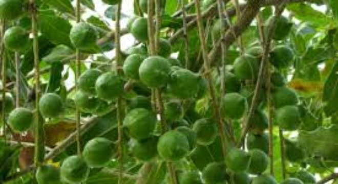 Trong cay mac ca, thuong lai mua tai vuon 100.000dong/kg hinh anh