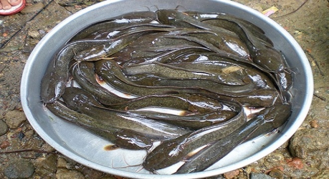 Nuoi ca tre lai, lai rong 200 trieu dong/nam hinh anh