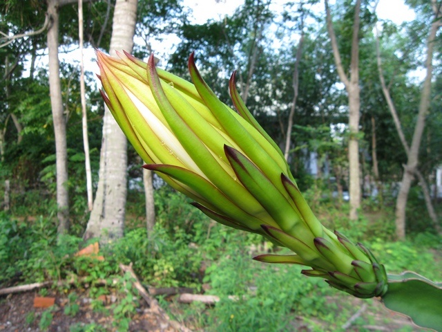 Tia bup thanh long ban cho thuong lai TQ khong co hai hinh anh