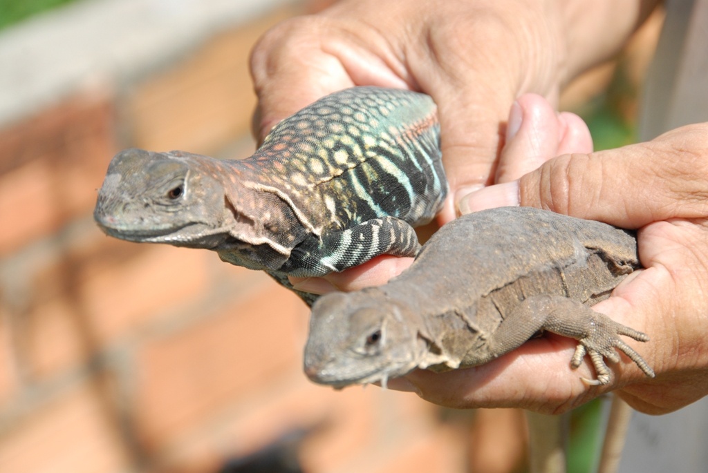 Nguoi Bay Nui dau tien nuoi dong thu tram trieu hinh anh