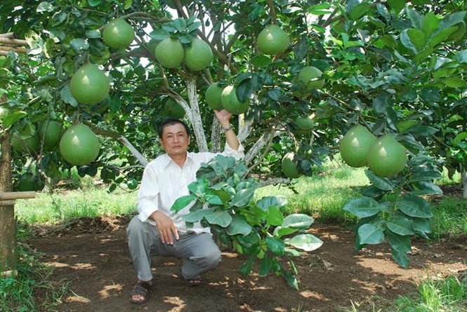 Bưởi da xanh đang có giá bán rất tốt.