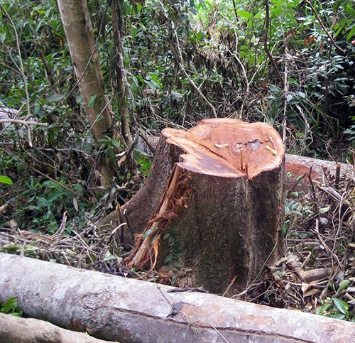 Cây ươi bị đốn ngã để lấy hạt tại rừng Tiên Lãnh.
