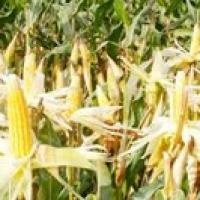 Nguy co mat mua ngo do nang nong hinh anh