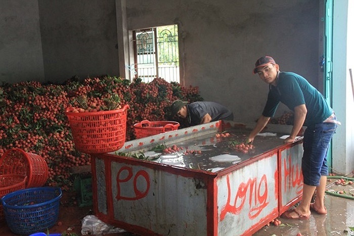 Thương lái Trung Quốc thu mua vải thiều  ở Việt Nam.