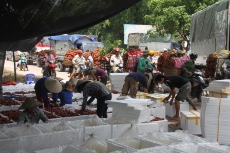 Hàng trăm lao động ngoại tỉnh tập trung về Bắc Giang những ngày này để làm thuê trong mùa vải.