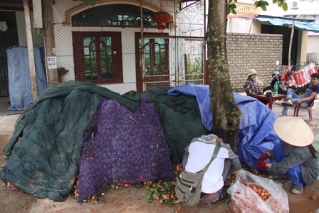 Dùng chăn thấm nước để ủ vải tránh nóng.