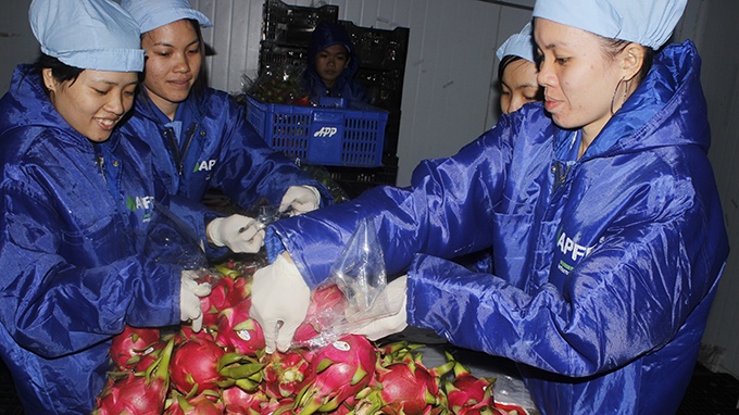 Đóng gói thanh long xuất sang Mỹ tại Công ty An Phú.