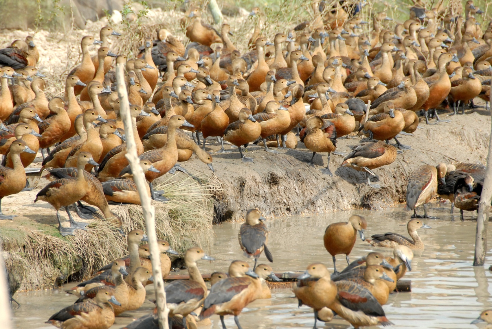 Nong dan mien Tay thuan hoa chim troi gia nua trieu moi con hinh anh