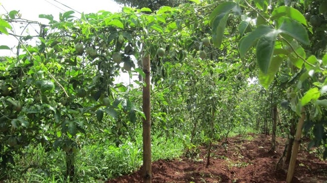 Lai do xo trong chanh day! hinh anh