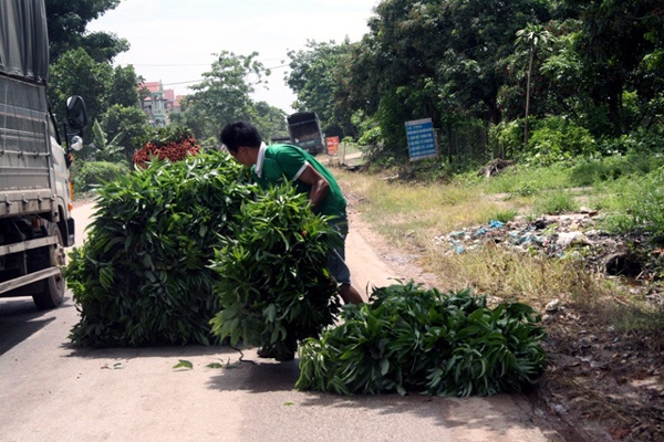 Bi an nguoi dau co tram tan la vai cho nuoc ngoai hinh anh