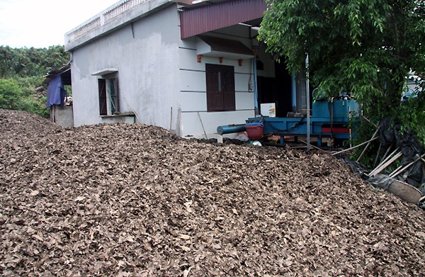 gia đình nào cũng phải thuê thêm từ 4-5 nhân công để hái vải. Chủ nhà chỉ có nhiệm vụ là chở vải đi đến các đại lý để cân bán. 