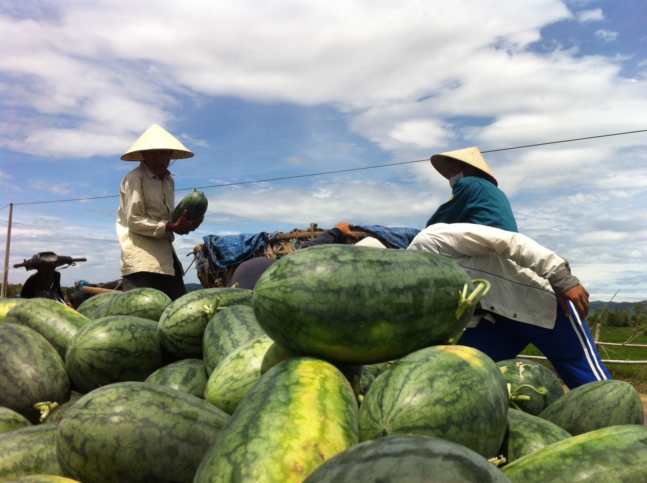 Dan Quang Nam khoc rong voi dua hau 2.000 dong/kg hinh anh