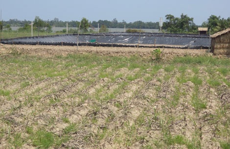 Người dân huyện Long Phú (Sóc Trăng) phá bỏ cây mía, khoan giếng lấy nước mặn nuôi tôm thẻ chân trắng, về lâu dài sẽ gây những hậu quả khôn lường.