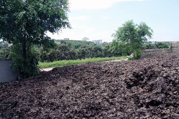 Hàng chục tấn lá vải được ủ mục chờ đóng gói... xuất khẩu.