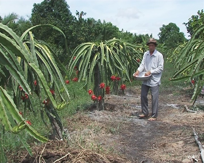 Vườn Thanh Long ở Trà Vinh đang ra hoa kết trái.
