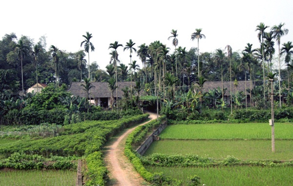 Những vùng quê nghèo khó, lam lũ lại là nơi được các trùm gỗ sưa săn lùng nhiều nhất.