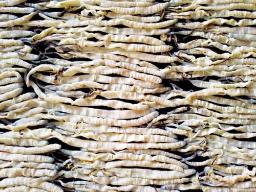 Bi an thuong lai Trung Quoc o at thu mua giun bien hinh anh